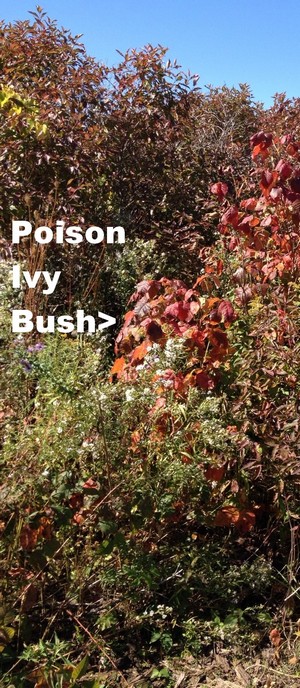Poison Ivy mature bush